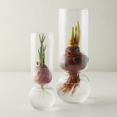 Tall Bulb Vase