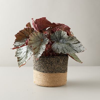 Rex Begonia House Plants - Begonia rex Picture, Care Tips