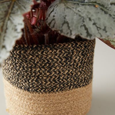 Rex Begonia Plant, Jute Pot - Terrain