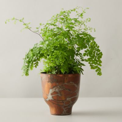 Maidenhair Fern House Plants Adiantum Raddianum