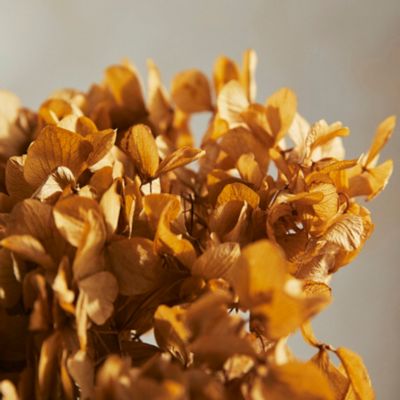 Preserved Hydrangeas Autumn Fall Colors Dried Hydrangea Orange