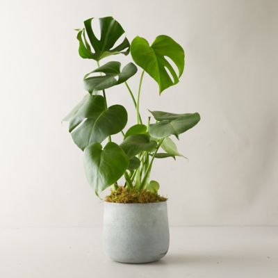 Monstera Deliciosa Plant, Modern Pot