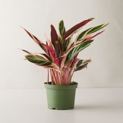 Stromanthe plants for sale