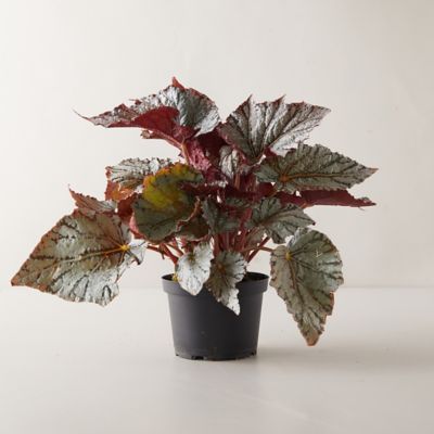 Rex Begonia House Plants - Begonia rex Picture, Care Tips