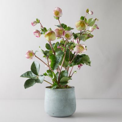 Helleborus 'Frost Kiss Glenda's Gloss' Plant