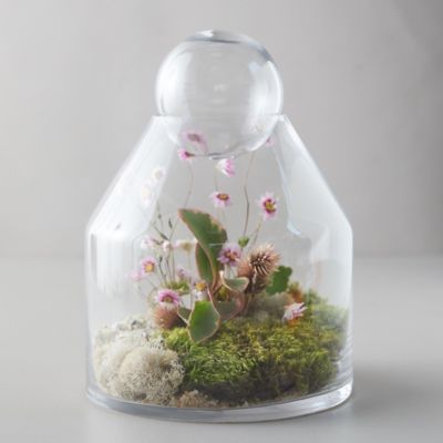 Glass Terrariums + Terrarium Supplies - Terrain