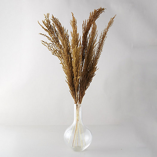 View larger image of Preserved Pampas Grass Bunch