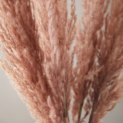 Preserved Pampas Grass, Black