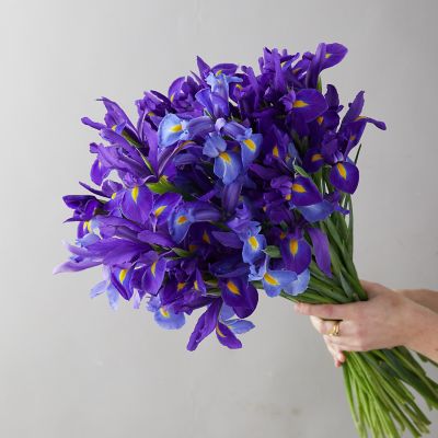 Fresh Iris Bunch