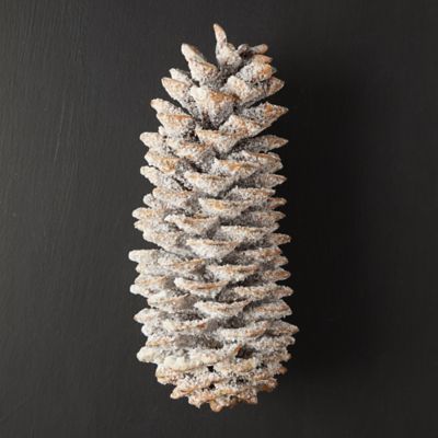Waxed Sugar Pine Cone