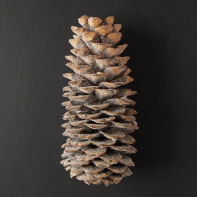 Waxed Sugar Pine Cone