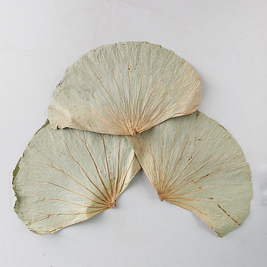 View larger image of Dried Lotus Leaves, Set of 18