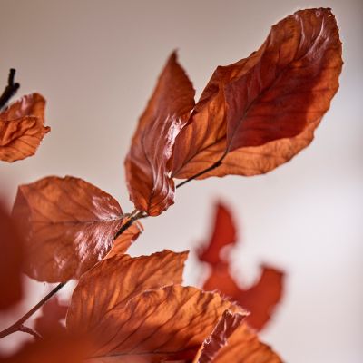 Lemon Leaf (Salal) - Copper Brown (Preserved)