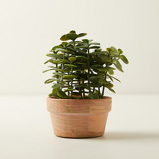 View larger image of Faux Potted Jade Plant