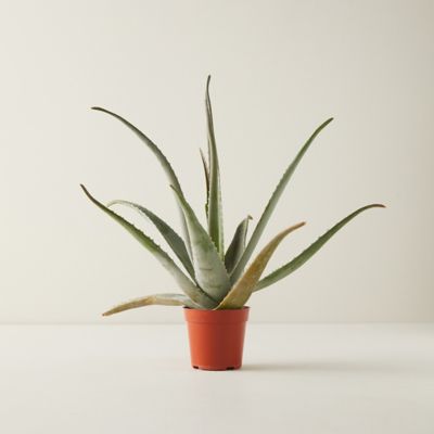 Aloe Plant, 6" diameter