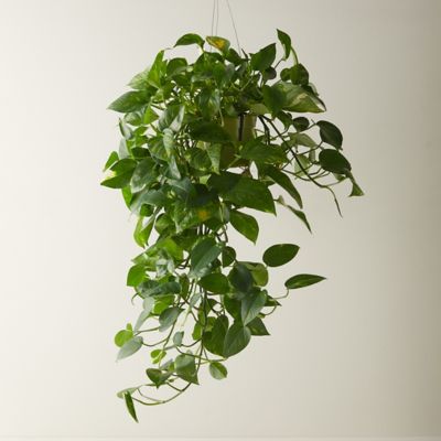 Pothos - Terrain