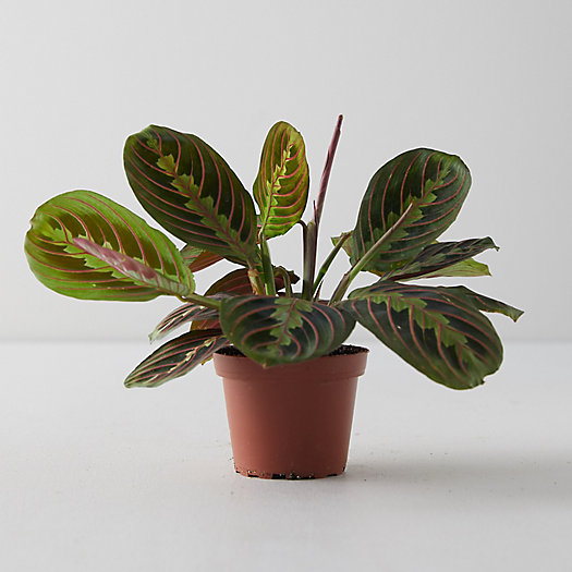 View larger image of Prayer Plant