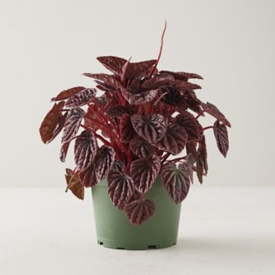 Peperomia Caperata Emerald Ripple Red Plant Terrain