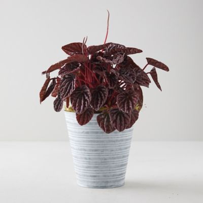 Peperomia Caperata Emerald Ripple Red Stripe Pot Terrain