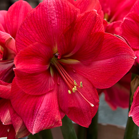 View larger image of Amaryllis Pink Rival Bulb