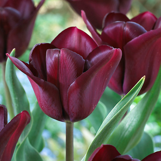 View larger image of Tulip Continental Bulbs