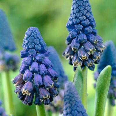 Hyacinth Bellevalia Pycnatha Bulbs