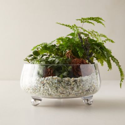 TerrainLow Footed Bowl Terrarium DailyMail