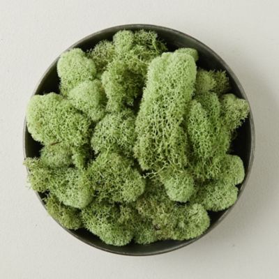 Preserved Reindeer Moss MINT GREEN BULK Reviews – CusRev