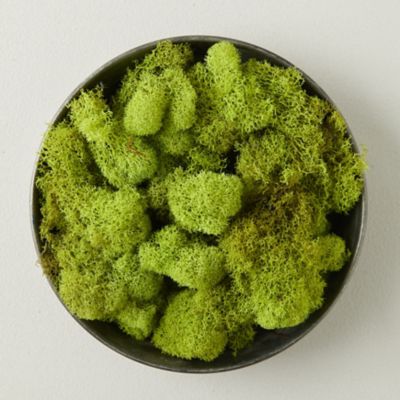 Preserved Reindeer Moss - Terrain