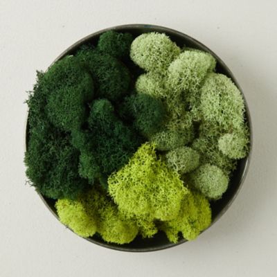 Preserved Reindeer Moss - Terrain