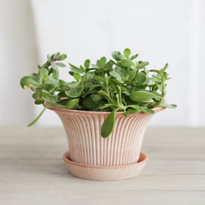 Bergs Fluted Pot + Saucer Set, Natural