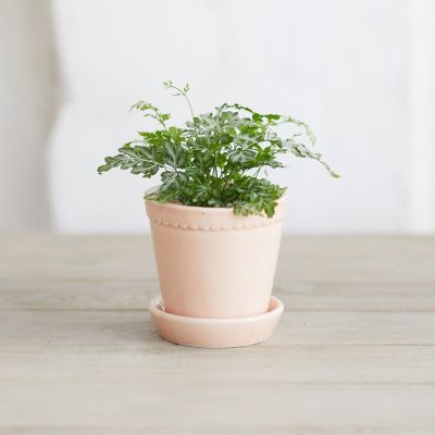 Bergs Dotted Pot + Saucer Set, Small