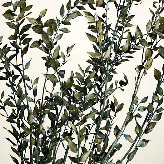 View larger image of Preserved Ruscus Bunch