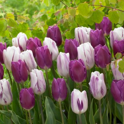 Tulip Purple Blend Mix Bulbs