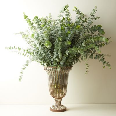 Fresh Eucalyptus pulverulenta 'Baby Blue' Bunch