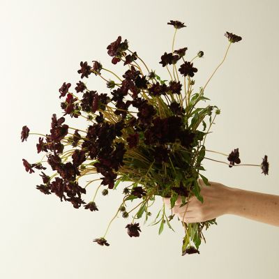 Fresh Chocolate Cosmos Bunch
