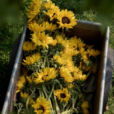 Fresh Sunflower Bunch