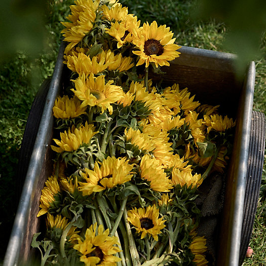 View larger image of Fresh Sunflower Bunch
