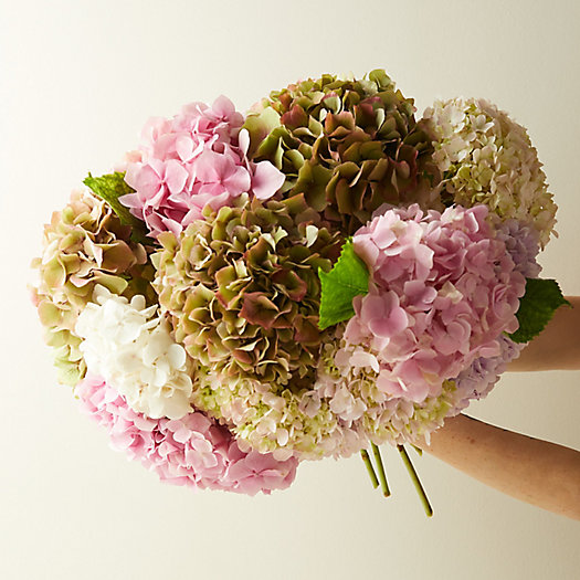 View larger image of Fresh Hydrangea Bunch