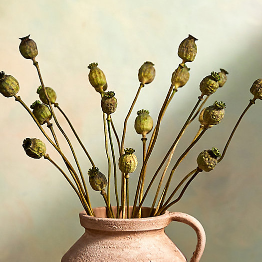 View larger image of Dried Papaver Bunch
