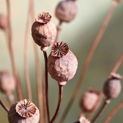 Dried + Preserved Bunches  Decorative Flowers, Foliage + Stems - Terrain