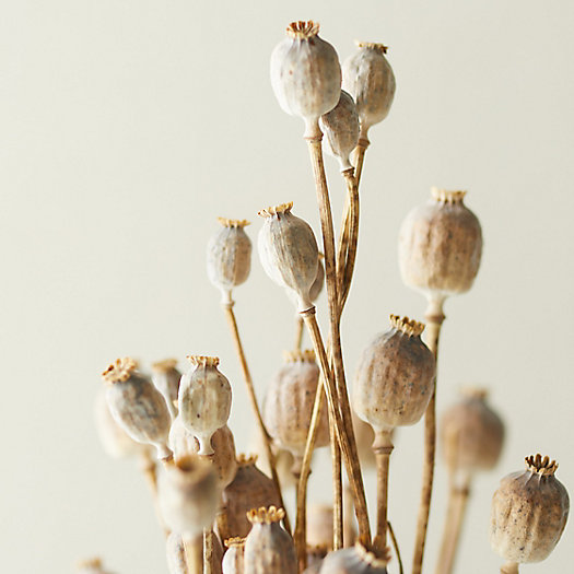 View larger image of Dried Papaver Bunch