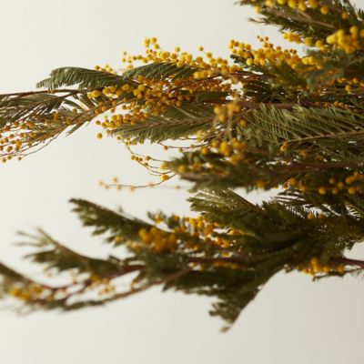 Preserved Mimosa Bunch