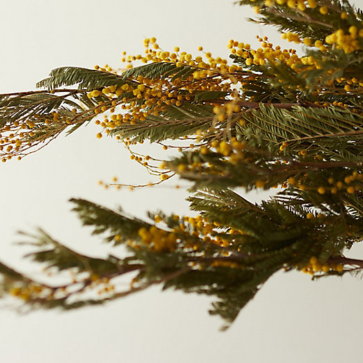 View larger image of Preserved Mimosa Bunch
