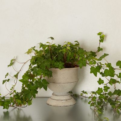 English Ivy, Metal - Terrain