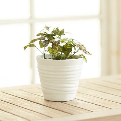 Organic Lines Pot