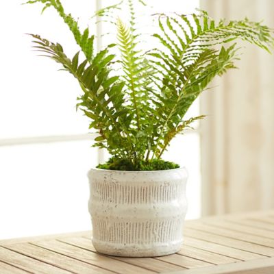 Raised Lines Ceramic Pot, 7"