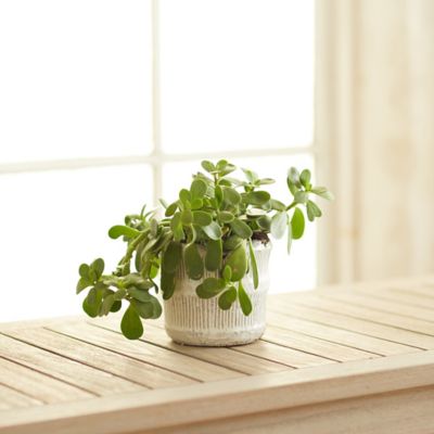 Raised Lines Ceramic Pot, 6"