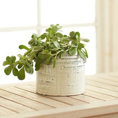 Ceramic Paint Pot Planter