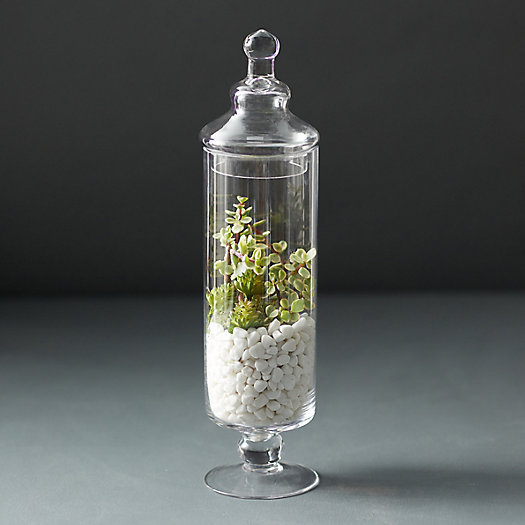 View larger image of Lidded Apothecary Terrarium